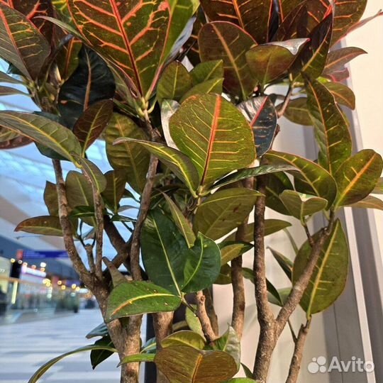 Кротон кодиеум Петра