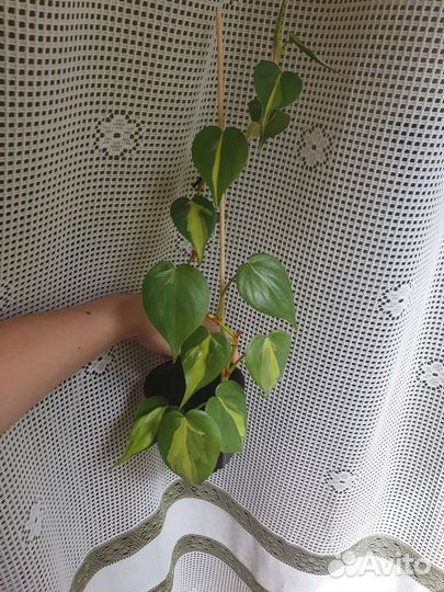 Филодендрон ринг оф Файер Эпипренум Хеппи лиф