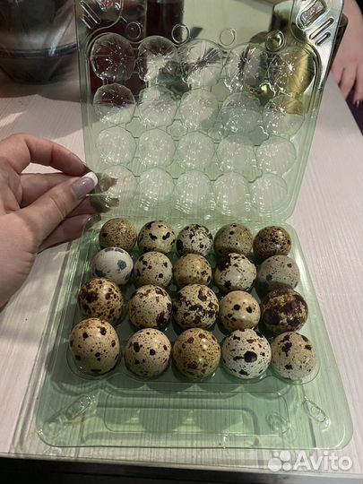 Свежие перепелиные яица