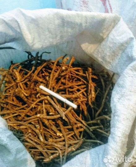 Корень солодки (сапожниковия растопыренная)