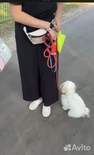 Услуги кинолога Электросталь/Ногинск