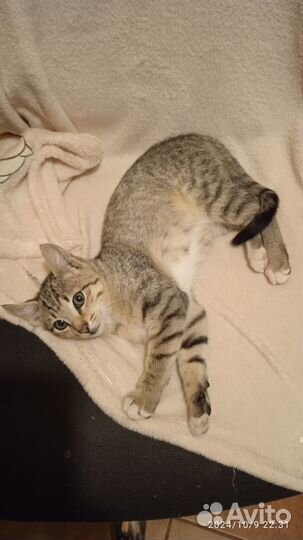 Котята в добрые руки приучены к лотку