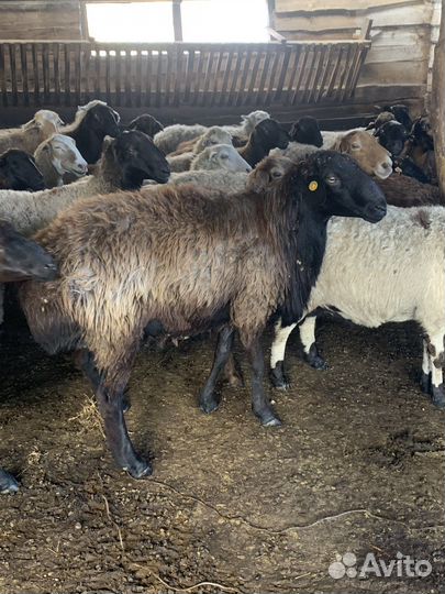 Баран производитель
