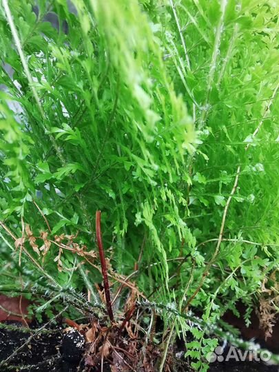 Папоротник нефролепис кудрявый