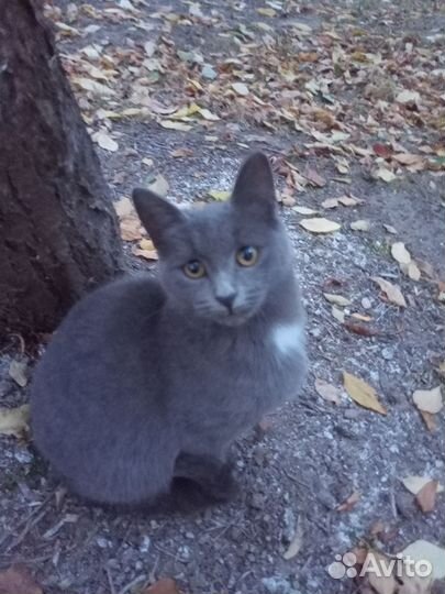 Кошка в дар