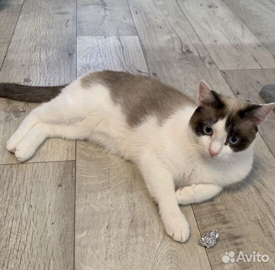 Котик в добрые руки