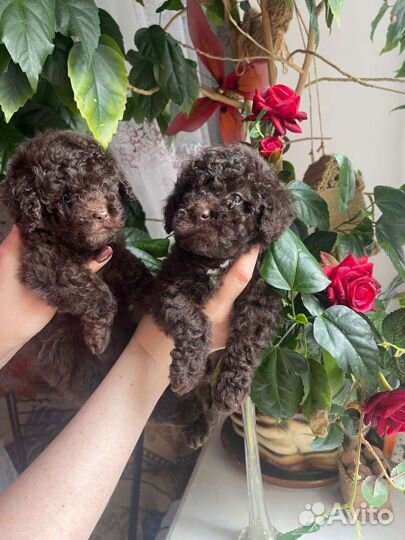 Той-пудель ред браун, шоколад, черные. Мальтипу