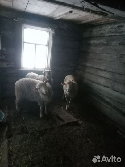 Матки покрытые