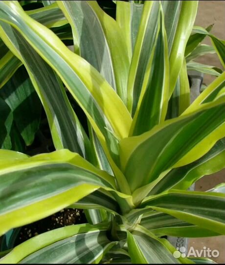 Драцена кучерявая трёхцветная- комнатная пальма