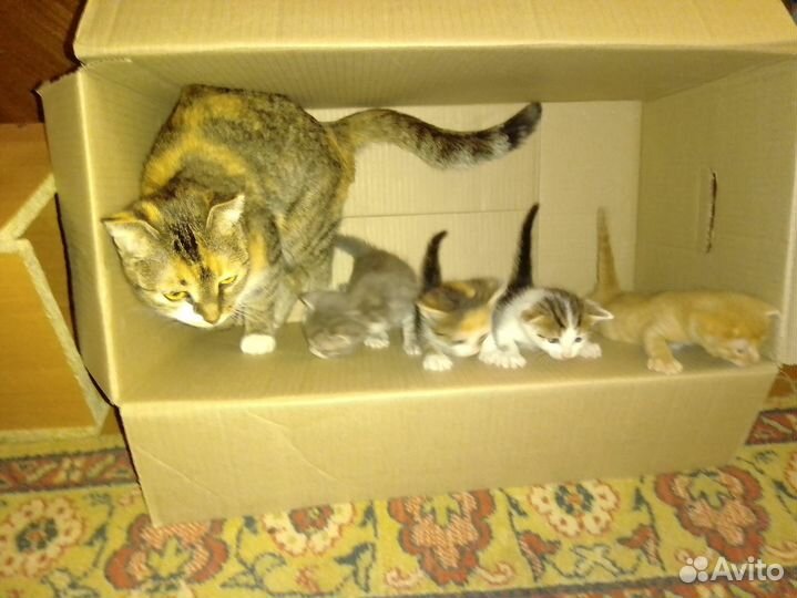 Вислоухие котята на счастье