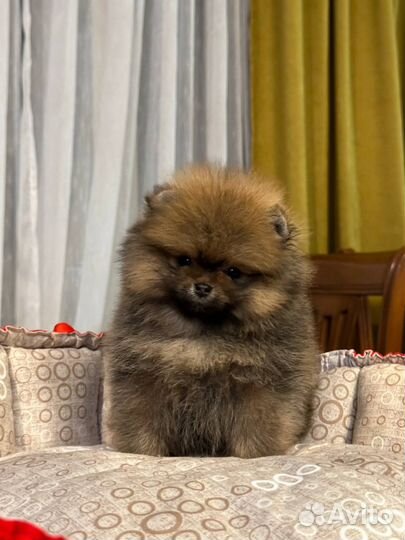 Мини - Мишки