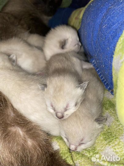 Котята сиамские