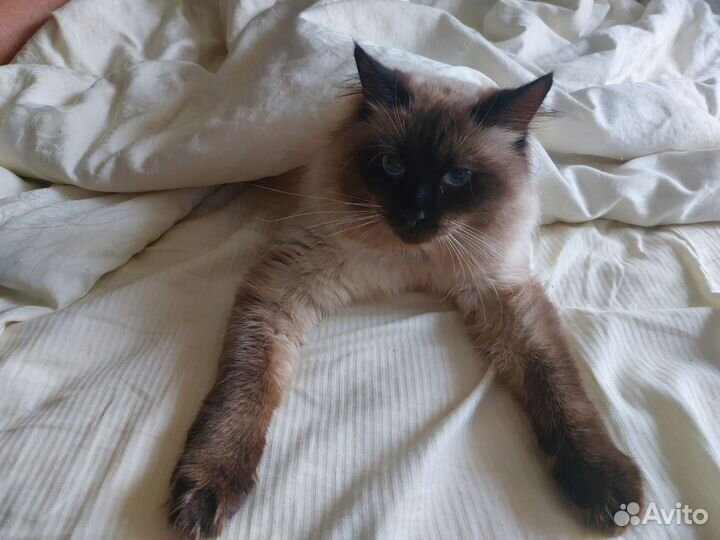 Кот для вязки