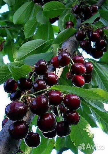 Саженцы плодовых деревьев