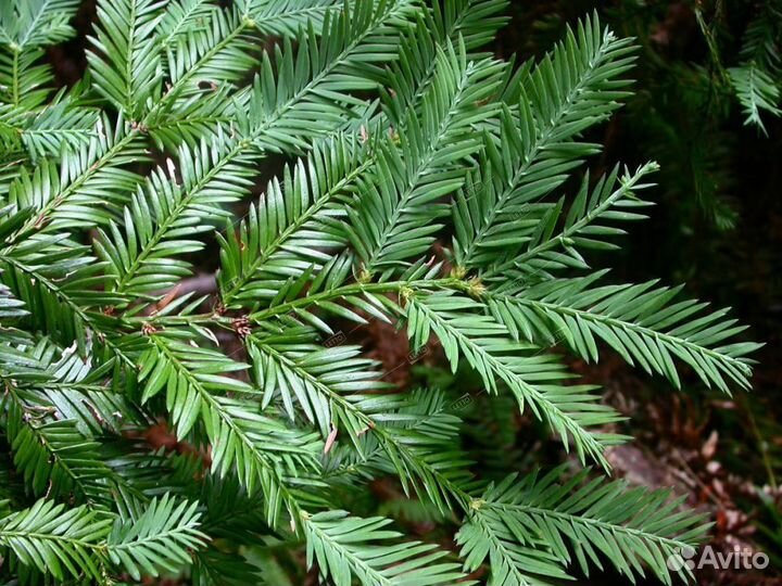 Секвойя вечнозеленая 180/200 Sequoia sempervirens