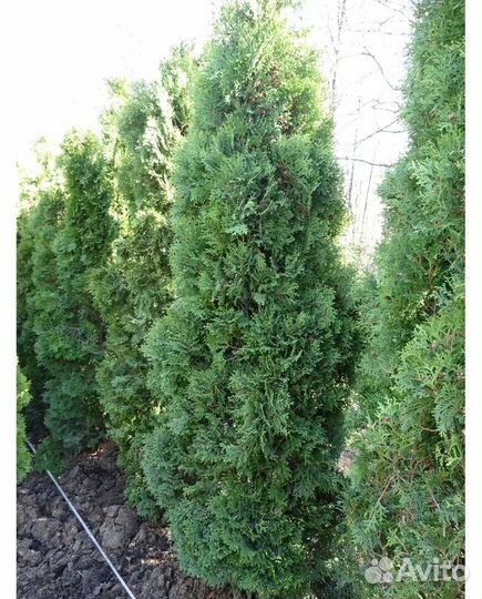 Туи Колумна и Холмструп