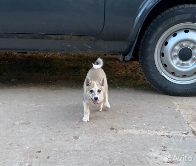 Щенки западно-сибирской лайки