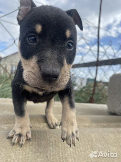 Собака питбуль