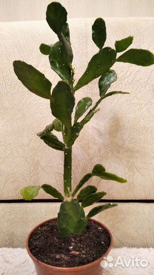 Чудо-кактус