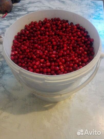 Брусника ягода свежая