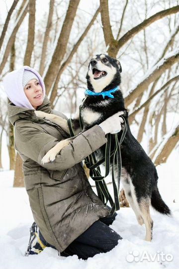 Собаки бесплатно
