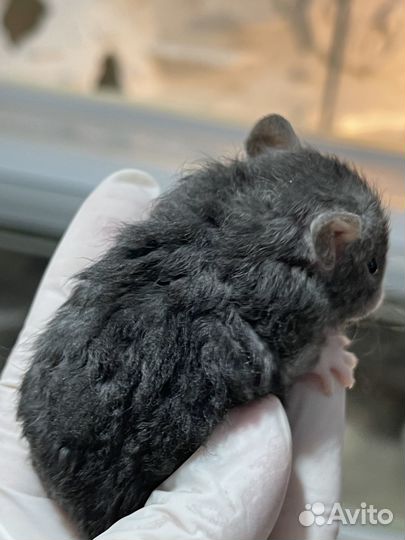 Крысята марбл, девил(рексы и стандарт)