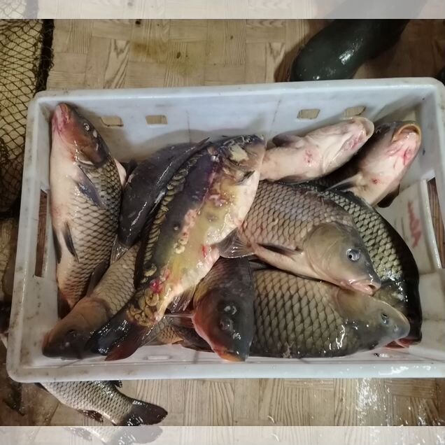 Карп