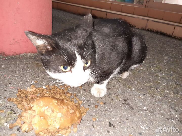 Кот в дар