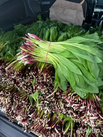 Черемша свежая 2024 (медвежий лук)