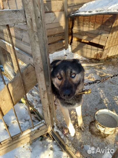 Кобель в добрые руки