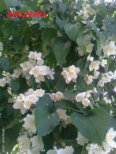 Саженцы, цветы многолетники