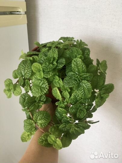 Пилея Чарли