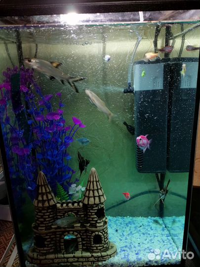 Аквариумные рыбки