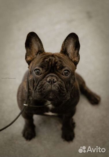 Гранд Чемпион для потомства