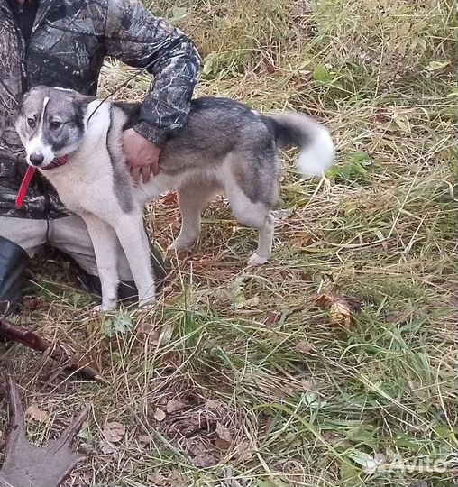 Щенки Лайки