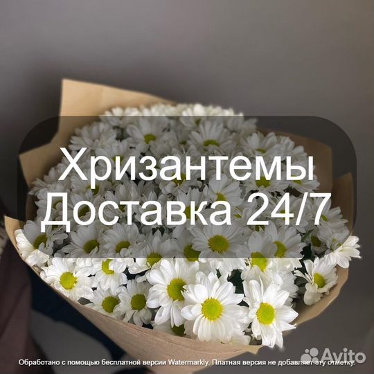 Хризантемы мо Москва Доставка