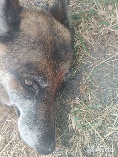 Черная немецкая овчарка