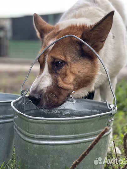 Шикарная собака пропадает в приюте