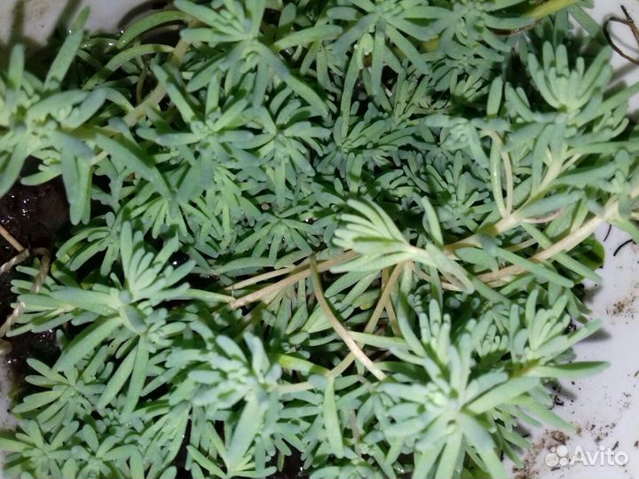 Очиток (почвопокрывное растение)