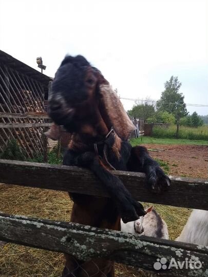 Козел на вязку и продажу,дойная коза