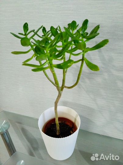 Седум древовидный