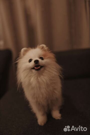 Передержка кошек и собак, Зооняня