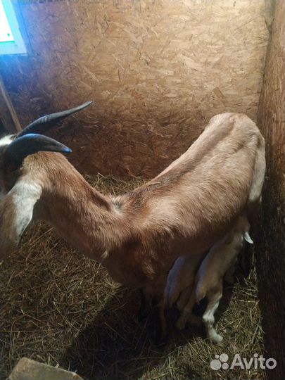 Козы, козлята