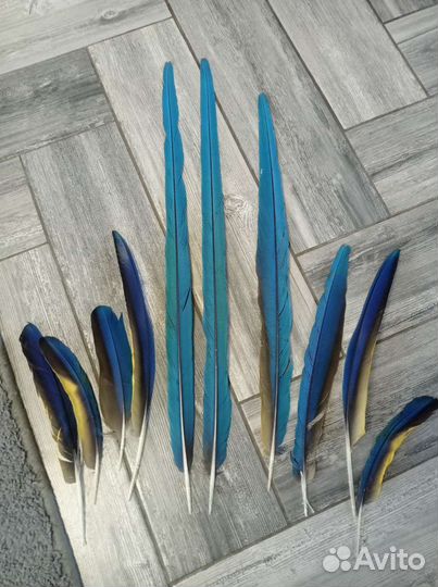 Перья для творчества