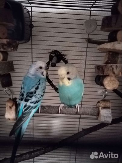 Волнистые попугаи с клеткой