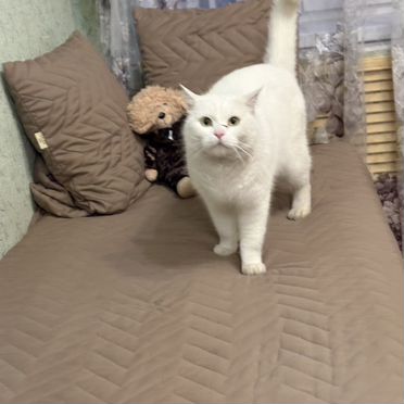 Гавана, взрослый кот