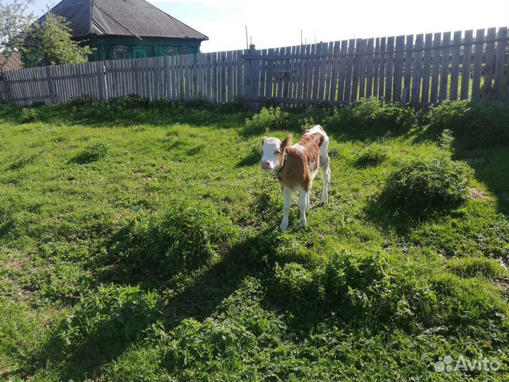 Телочьку 2 м