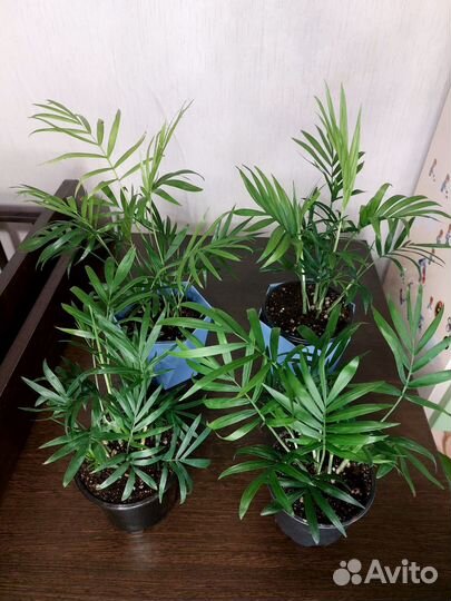 Пальма хамедорея