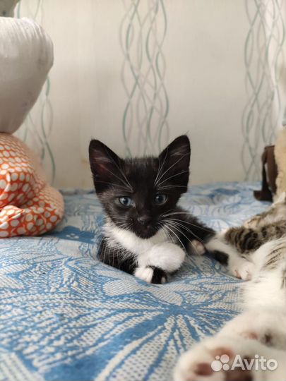 Отдам котят