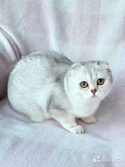 Шотландская вислоухая шиншилла